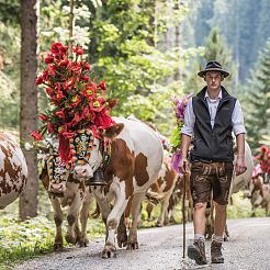 Mann in Tracht umgeben von geschmückten Kühen