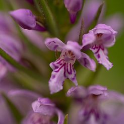 Nahaufnahme einer rosa Orchideen-Blüte