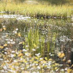 Wasserfläche im Moorgebiet am Wilden Kaiser