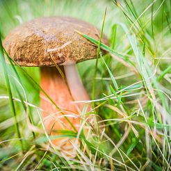 Nahaufnahme Pilz in grüner Wiese