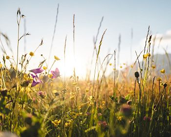 fruehling-blumen-wilderkaiser-2021-mathaeusgartner-8-1